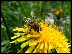 Kwiat, Owad, Pszczoła